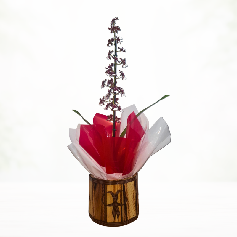 Oncidium Aka Baby pote 12